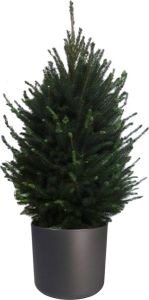 BOTANICLY Boom van – Picea glauca Super Green – Hoogte: 130 cm