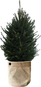 BOTANICLY Boom van – Picea glauca Super Green met een jutezak als set – Hoogte: 130 cm