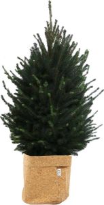 BOTANICLY Boom van – Picea glauca Super Green met een kurk pot als set – Hoogte: 110 cm