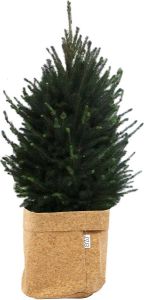 BOTANICLY Boom van – Picea glauca Super Green met een kurk pot als set – Hoogte: 130 cm