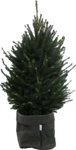 BOTANICLY Boom van – Picea glauca Super Green met een zwarte paper-look pot als set – Hoogte: 110 cm