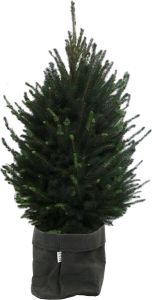 BOTANICLY Boom van – Picea glauca Super Green met een zwarte paper-look pot als set – Hoogte: 130 cm