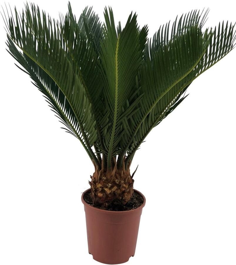 BOTANICLY Buitenpalm – Varenpalm (Cycas) – Hoogte: 45 cm – van