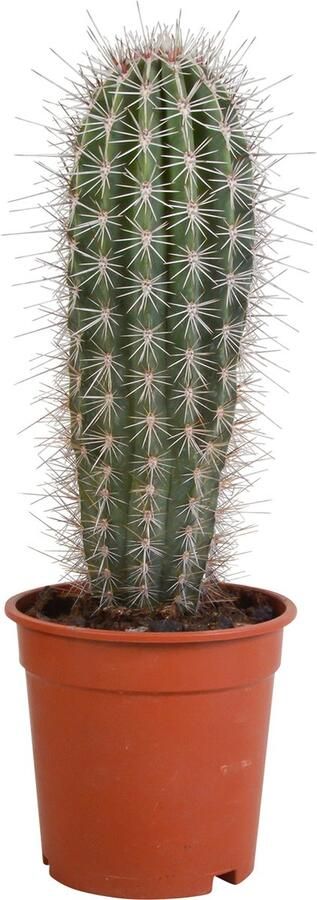 BOTANICLY Cactus – Pachycereus Pringlei (Pachycereus Pringlei) – Hoogte: 40 cm – van