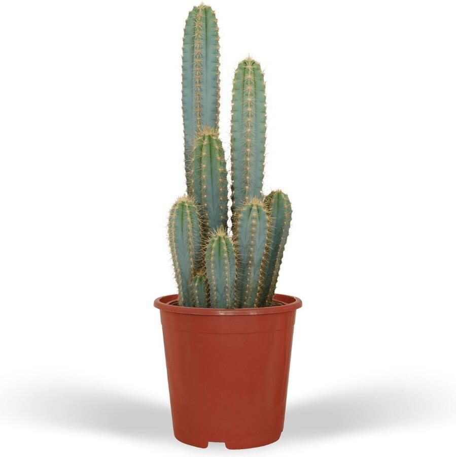 BOTANICLY Cactus – Pilosocereus azureus (Pilosocereus azureus) – Hoogte: 55 cm – van