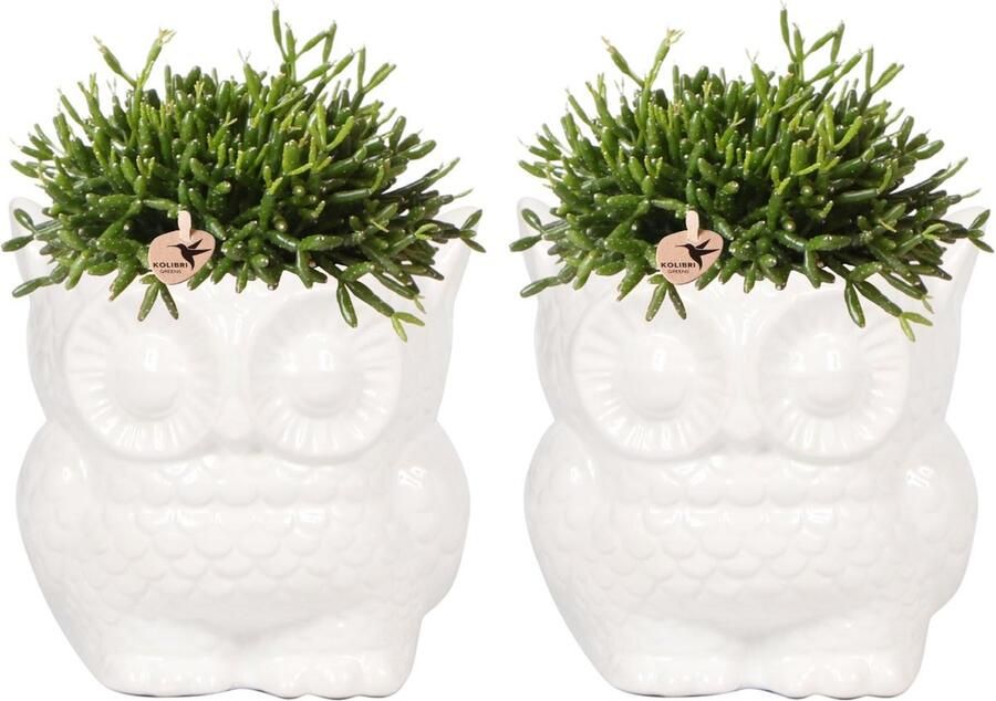 BOTANICLY Cactus – Rotskoraal (Rhipsalis) met bloempot – Hoogte: 9 cm – van