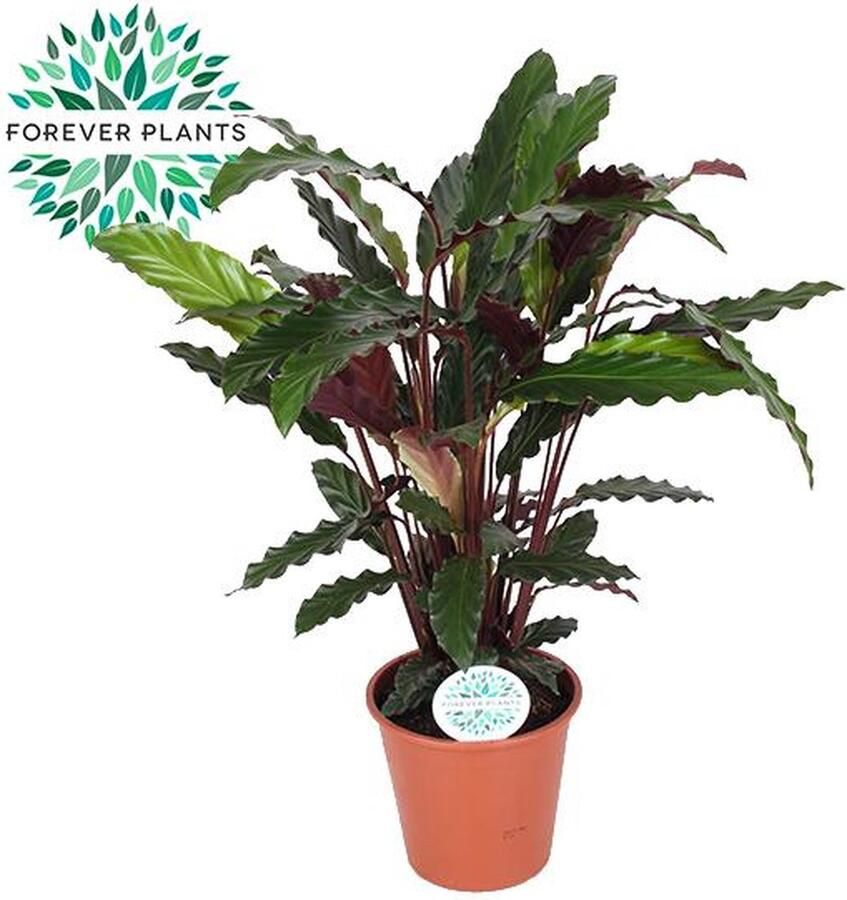 BOTANICLY Calathea – Marantaceae (Calathea Rufibarba) met bloempot – Hoogte: 45 cm – van