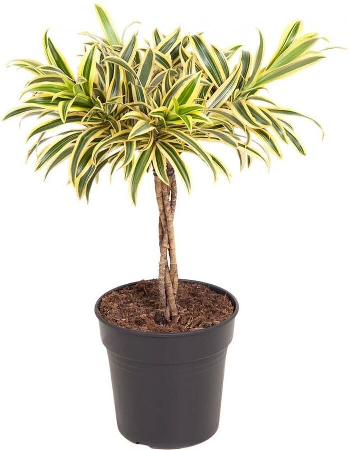 BOTANICLY Groene plant – Drakenboom (Dracaena reflexa Song of India) met bloempot – Hoogte: 60 cm – van