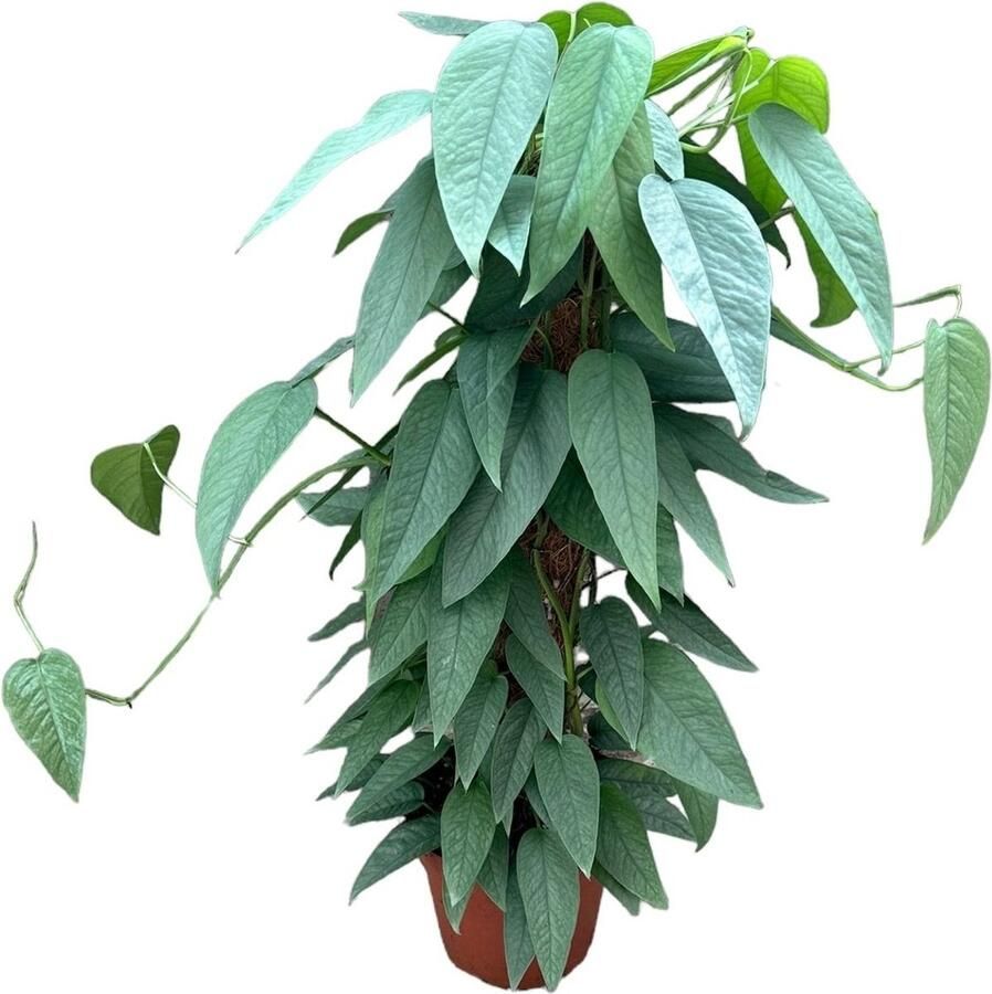 BOTANICLY Groene plant – Epipremnum Pinnatum Cebu Blue (Epipremnum Pinnatum Cebu Blue) – Hoogte: 40 cm – van