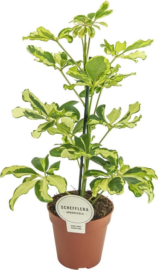 BOTANICLY Groene plant – Vingerboom (Schefflera Charlotte) – Hoogte: 45 cm – van