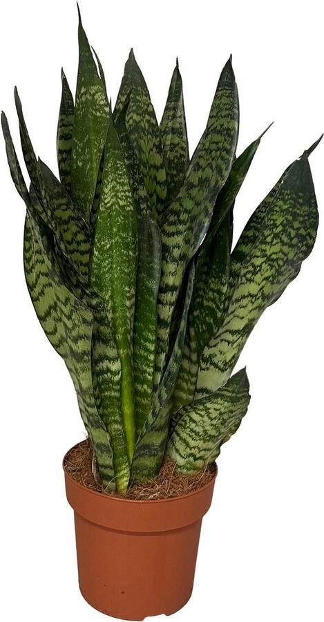 BOTANICLY Groene plant – Vrouwentongen (Sansevieria) – Hoogte: 60 cm – van
