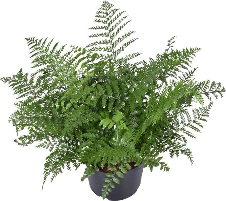 BOTANICLY Varen – Nestvaren (Asplenium Parvati) – Hoogte: 55 cm – van