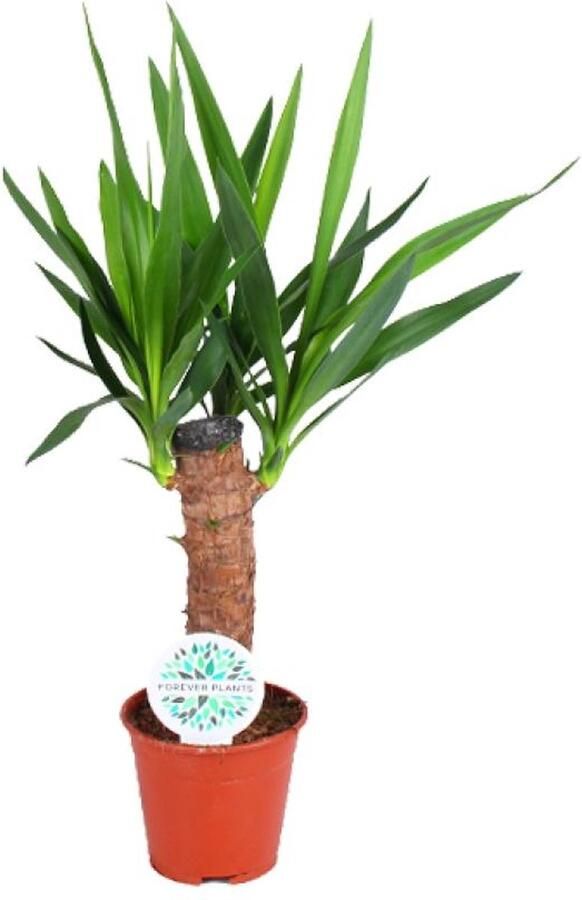 BOTANICLY Yucca – Palmlelie (Yucca elephantipes) – Hoogte: 60 cm – van