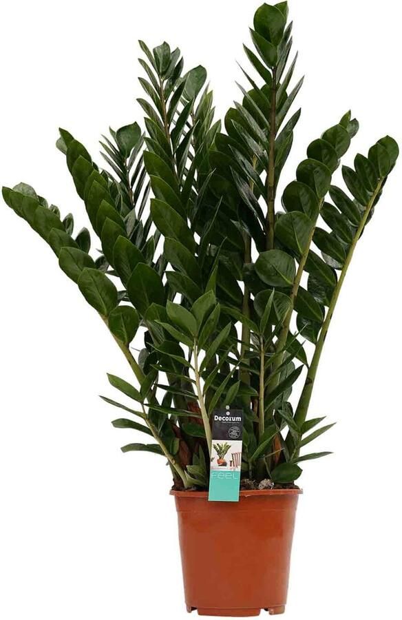 BOTANICLY ZZ plant – Zamioculcas (Zamioculcas) met bloempot – Hoogte: 85 cm – van