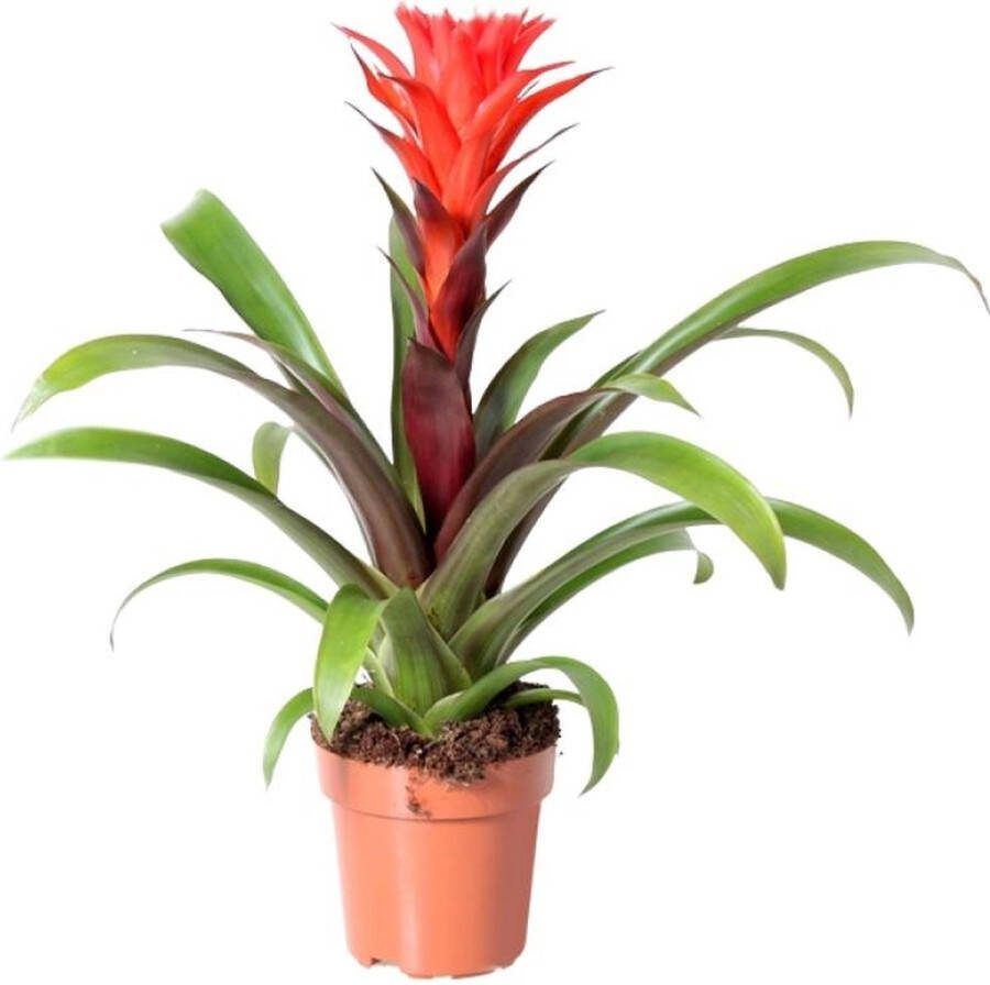 BOTANICLY Bromelia – Guzmania (Guzmania) – Hoogte: 43 cm – van