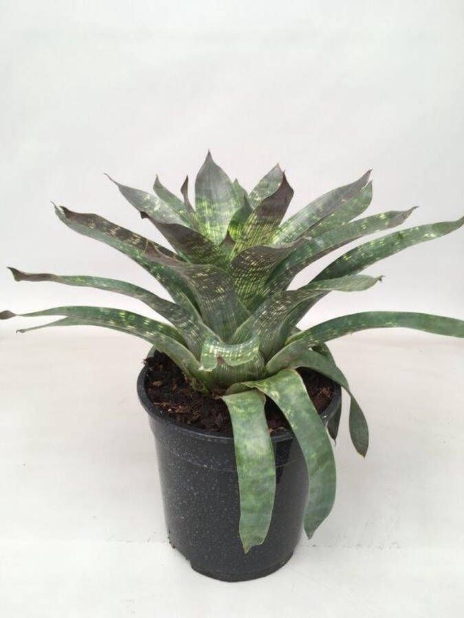 BOTANICLY Bromelia (Vriesea) – Hoogte: 35 cm – van