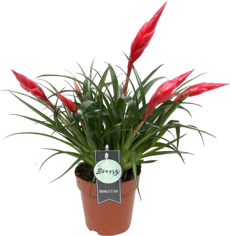 BOTANICLY Bromelia (Vriesea Multiflora Astrid) – Hoogte: 30 cm – Kamerplant van