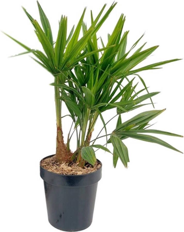 BOTANICLY Buitenpalm – Chinese Waaierpalm (Trachycarpus Fortunei) – Hoogte: 70 cm – van