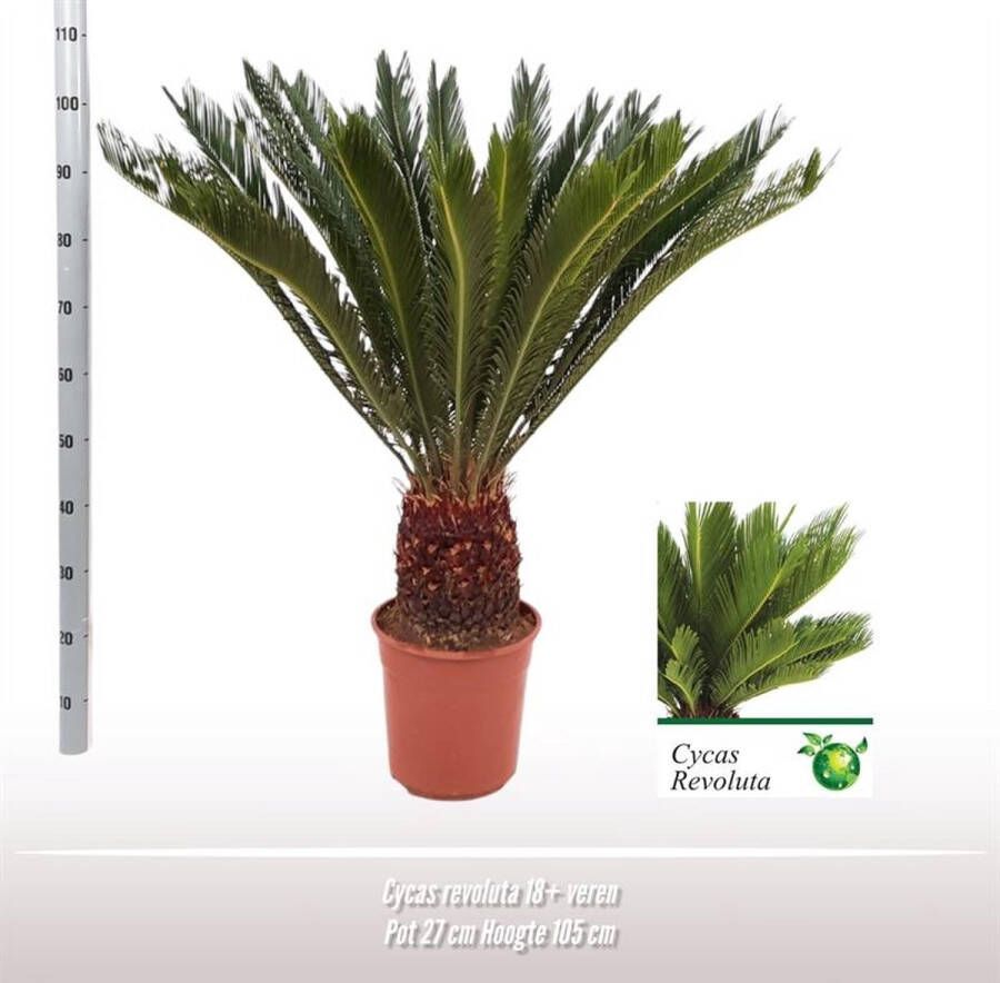 BOTANICLY Buitenpalm – Varenpalm (Cycas Revoluta) – Hoogte: 120 cm – van