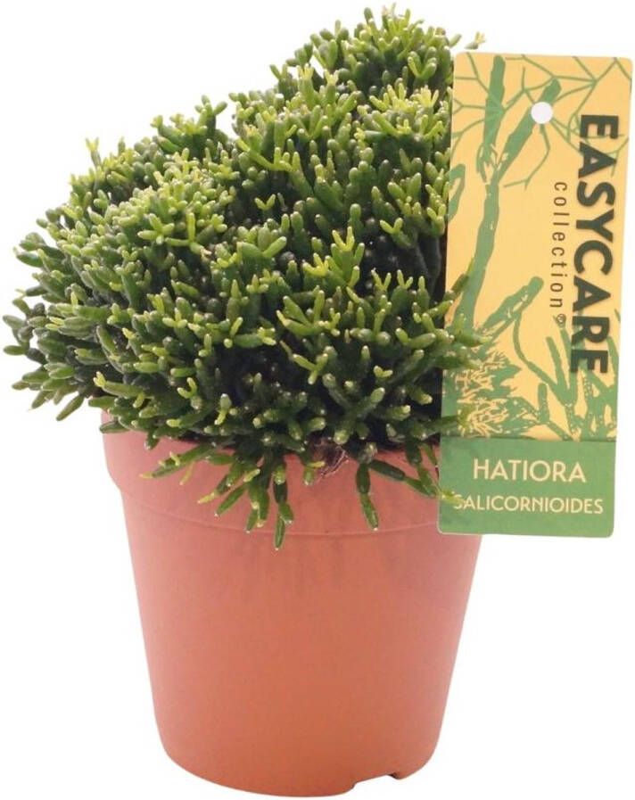 BOTANICLY Cactus – Hatiora Salicornioides (Hatiora Salicornioides) – Hoogte: 22 cm – van