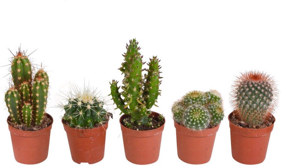 BOTANICLY — Cactus Mix 5 cm 5 stuks Hoogte 13 cm