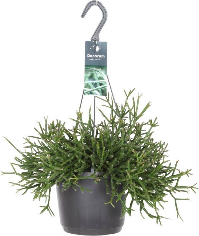 BOTANICLY Cactus – Rotskoraal (Rhipsalis Burchellii) met bloempot – Hoogte: 30 cm – van