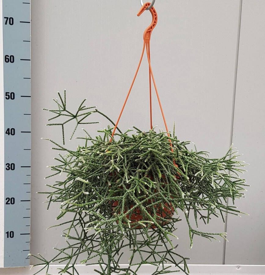 BOTANICLY Cactus – Rotskoraal (Rhipsalis) met bloempot – Hoogte: 50 cm – van