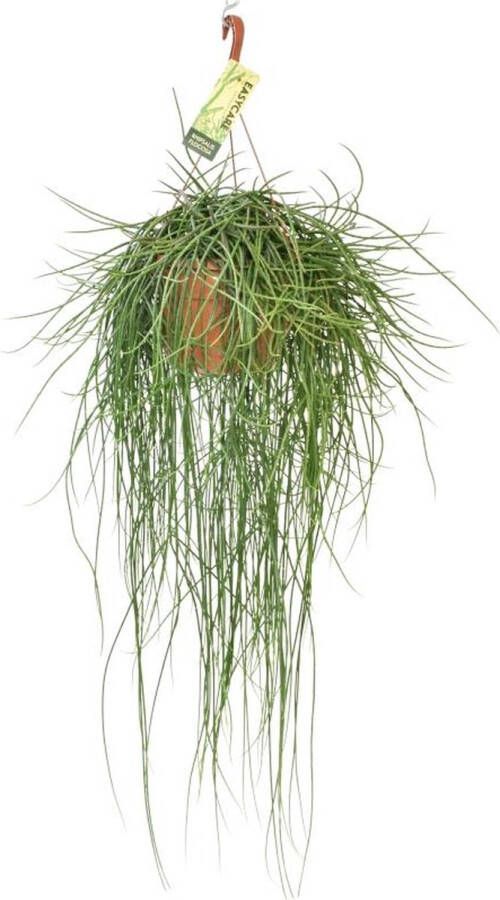 BOTANICLY Cactus – Rotskoraal (Rhipsalis) met bloempot – Hoogte: 70 cm – van