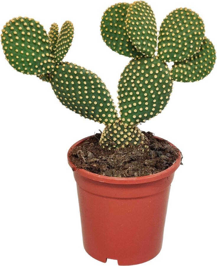 BOTANICLY Cactus – Schijfcactus (Opuntia microdasys) – Hoogte: 40 cm – van