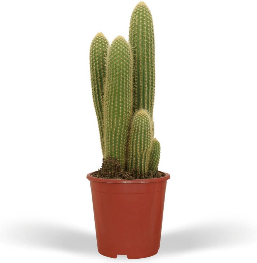 BOTANICLY Cactus – Vatricania Guentheri (Vatricania Guentheri) – Hoogte: 55 cm – van