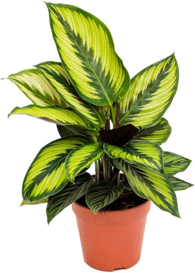 BOTANICLY Calathea – Marantaceae (Calathea Beauty Star) – Hoogte: 35 cm – van