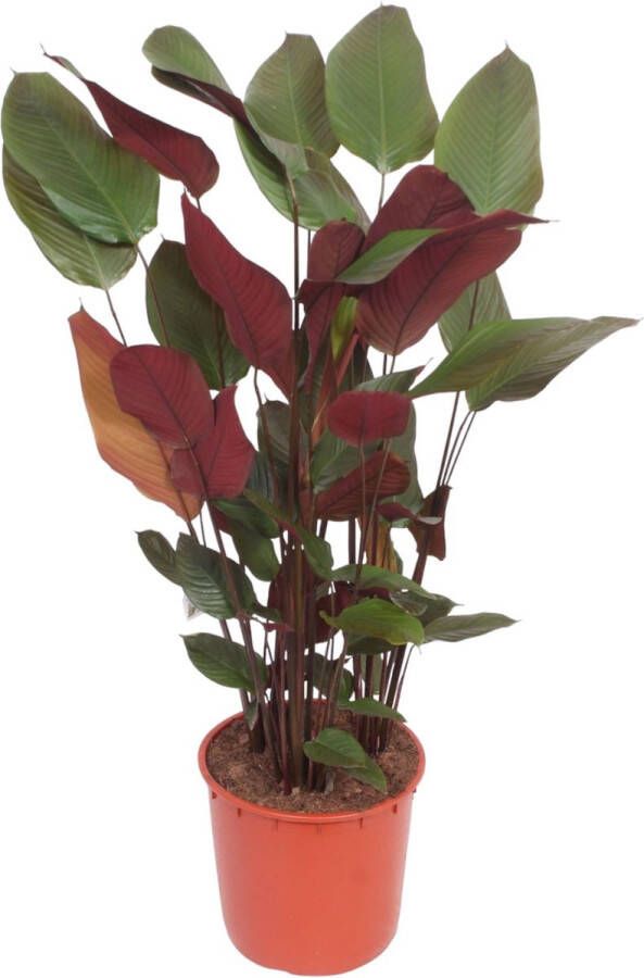 BOTANICLY Calathea – Marantaceae (Calathea) – Hoogte: 180 cm – van