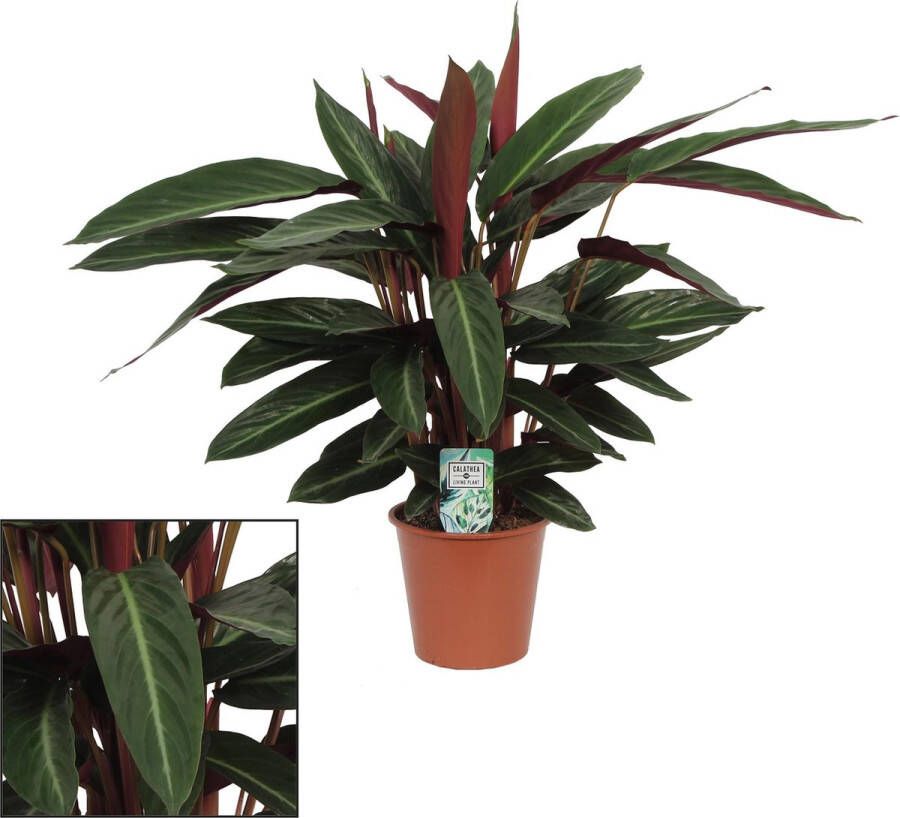 BOTANICLY Calathea – Marantaceae (Calathea) – Hoogte: 65 cm – van