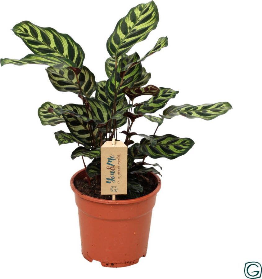 BOTANICLY Calathea – Marantaceae (Calathea Makoyana) met bloempot – Hoogte: 25 cm – van