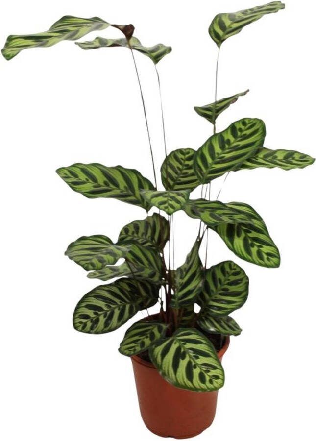 BOTANICLY Calathea – Marantaceae (Calathea Makoyana) met bloempot – Hoogte: 55 cm – van
