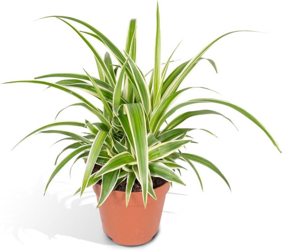 BOTANICLY Chlorophytum (Chlorophytum) met bloempot – Hoogte: 12 cm – Kamerplant van