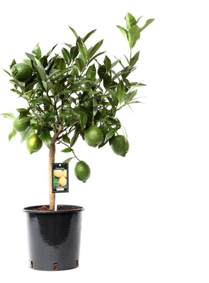BOTANICLY Citroen (Citrus Green Lime) – Hoogte: 85 cm – Fruitboom van