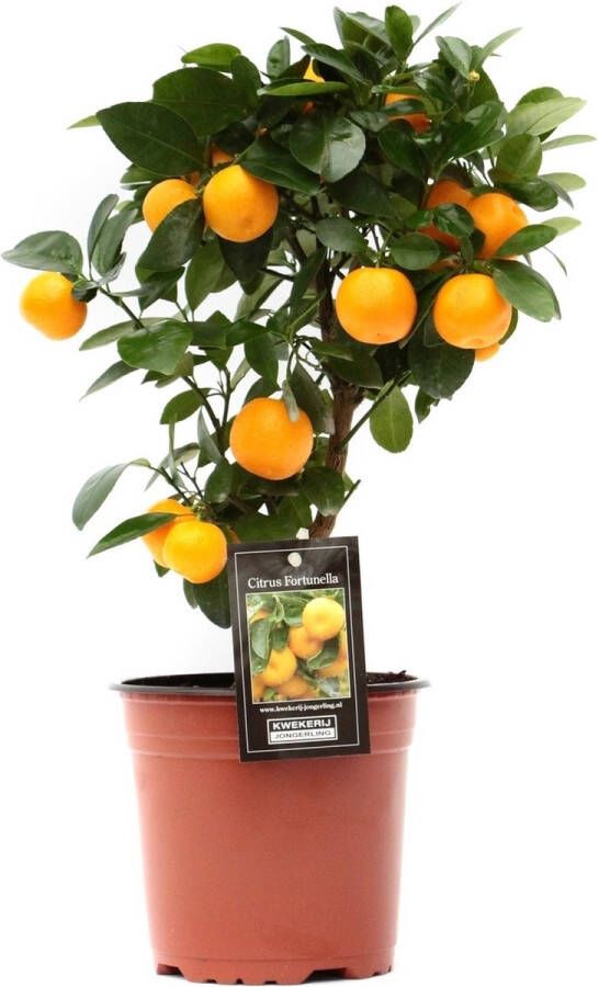 BOTANICLY Citrus Calamondin (Citrus Calamondin) – Hoogte: 45 cm – Fruitboom van