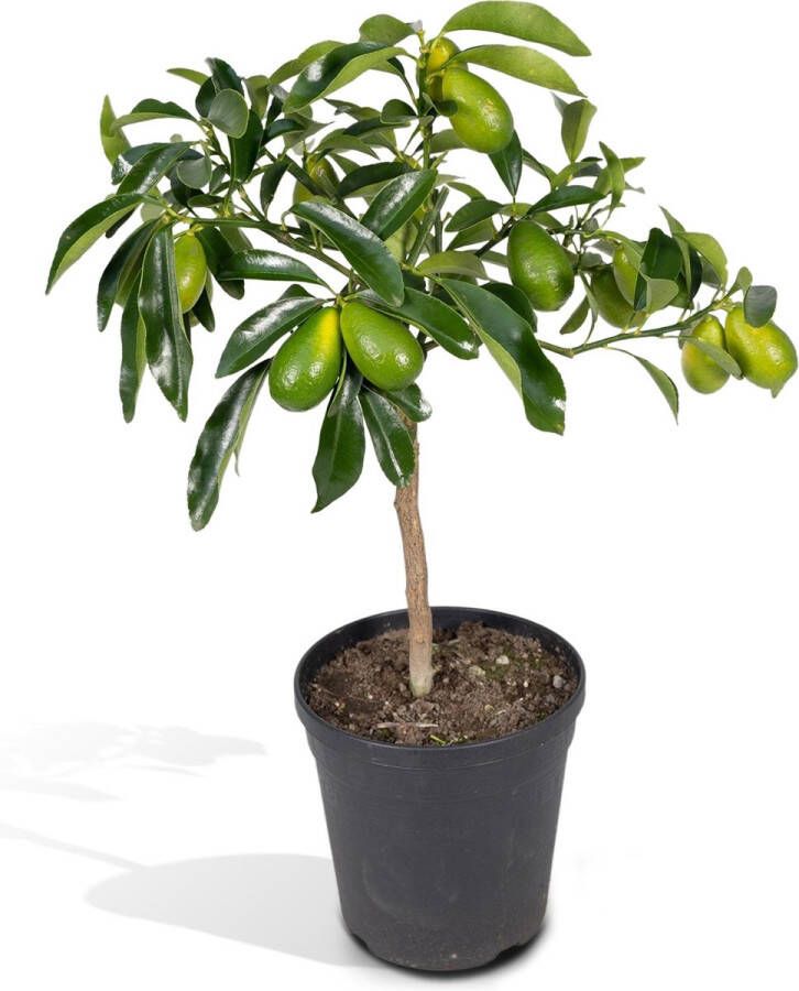 BOTANICLY Fruitboom – Citrus Kumquat (Citrus Kumquat) – Hoogte: 45 cm – van