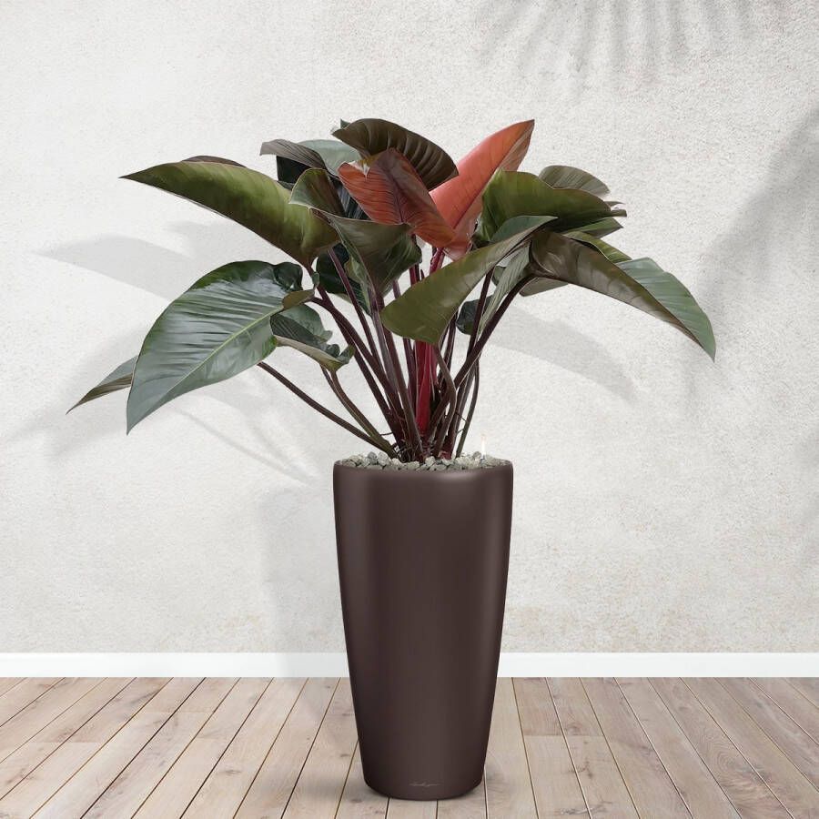 BOTANICLY Combideal Philodendron Red Beauty inclusief zelfwaterende pot Angel Espresso M 160cm