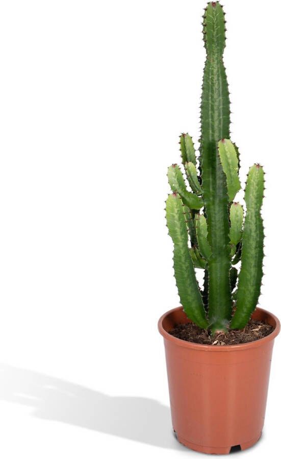 BOTANICLY Vetplant – Cowboycactus (Euphorbia Acruensis) – Hoogte: 60 cm – van