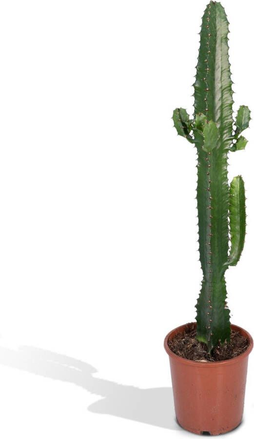 BOTANICLY Vetplant – Cowboycactus (Euphorbia Acrurensis) – Hoogte: 50 cm – van