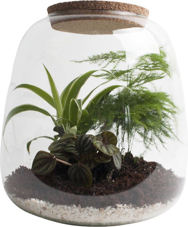 BOTANICLY DIY Flessentuin met Glas-1 ong. 25 cm groot Mini-ecosysteem voor jouw Urban Jungle van