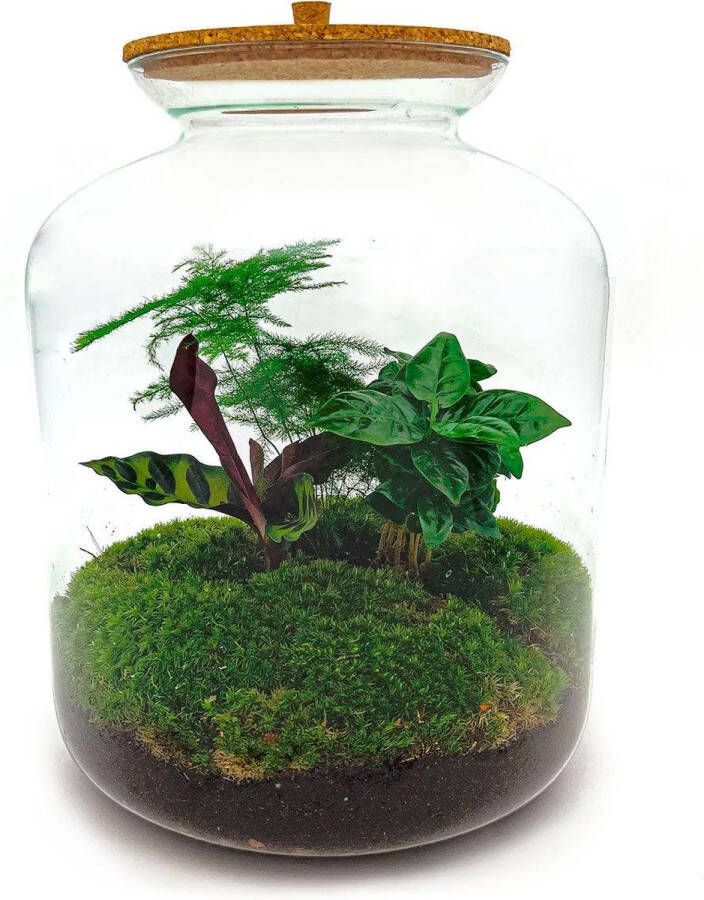 BOTANICLY DIY Flessentuin met Glas nr.13 ong. 33 cm groot Mini-ecosysteem voor jouw Urban Jungle van