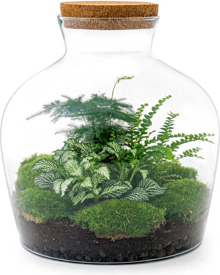 BOTANICLY DIY Flessentuin met Glas nr.15 ong. 30 cm groot Mini-ecosysteem voor jouw Urban Jungle van