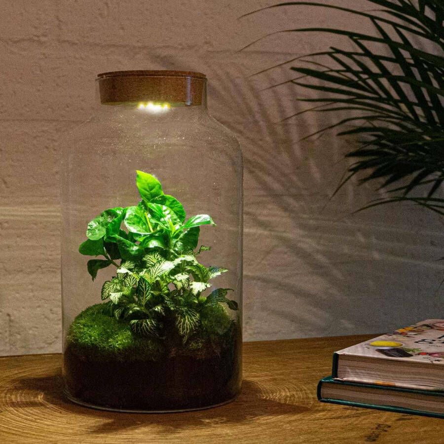 BOTANICLY DIY Flessentuin met Glas nr.16 ong. 30 cm groot Mini-ecosysteem voor jouw Urban Jungle van