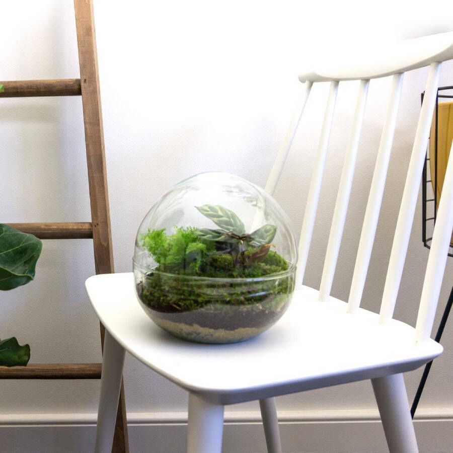 BOTANICLY DIY Flessentuin met Glas nr.7 ong. 20 cm groot Mini-ecosysteem voor jouw Urban Jungle van