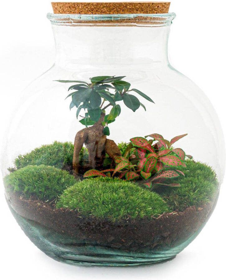 BOTANICLY DIY Flessentuin met Glas nr.8 ong. 27 cm groot Mini-ecosysteem voor jouw Urban Jungle van