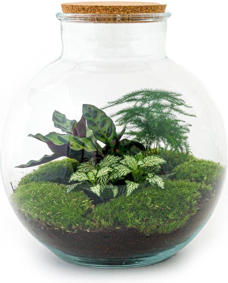 BOTANICLY DIY Flessentuin met Glas nr.8 ong. 30 cm groot Mini-ecosysteem voor jouw Urban Jungle van