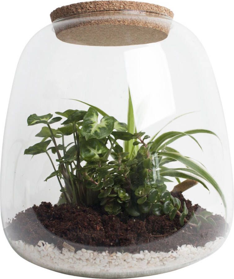 BOTANICLY DIY Flessentuin met licht ong. 25 cm groot Mini-ecosysteem voor jouw Urban Jungle van